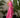 Falda Hot Pink